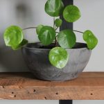 Barn-Plank-Natural-Floating-Bookshelf-15