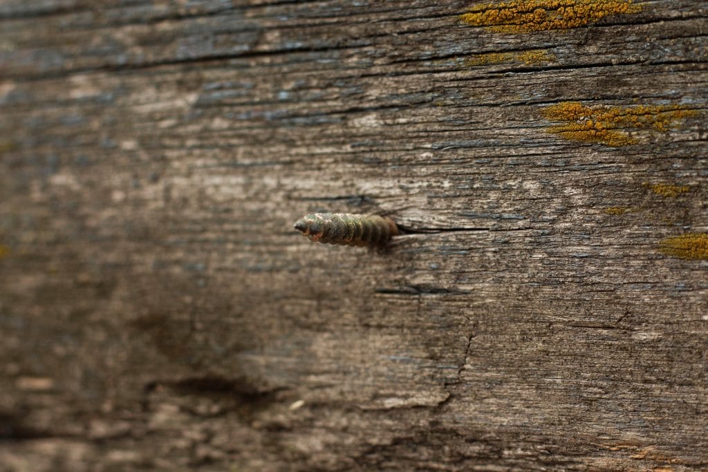 Signs that reclaimed barn wood has gone bad